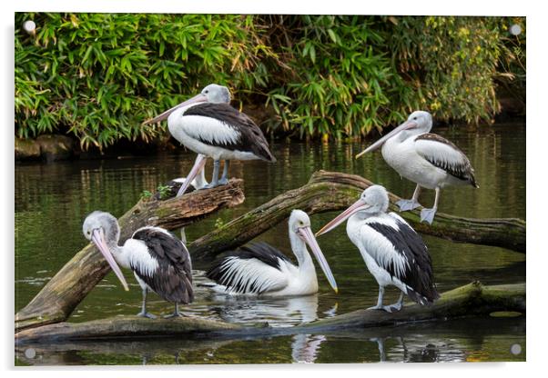 Australian pelicans  Acrylic by Arterra 