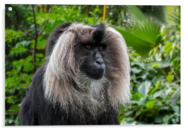 Lion-tailed Macaque Acrylic by Arterra 