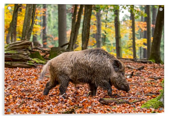 Wild Boar in Autumn Forest Acrylic by Arterra 