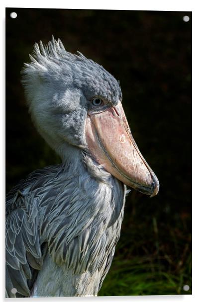 African Shoe-billed Stork Acrylic by Arterra 
