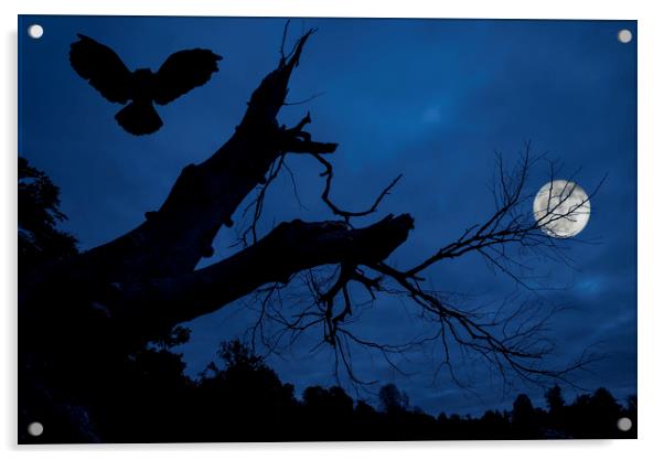 Owl Landing in Tree at Night Acrylic by Arterra 