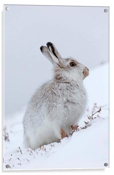 Snow Hare in Winter Acrylic by Arterra 
