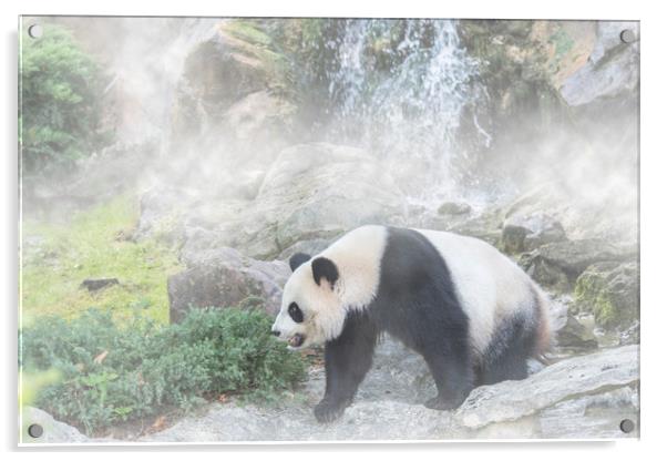 Giant Panda and Waterfall in the Mist Acrylic by Arterra 