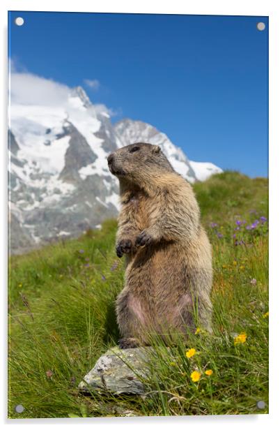 Marmot in the Alps Acrylic by Arterra 
