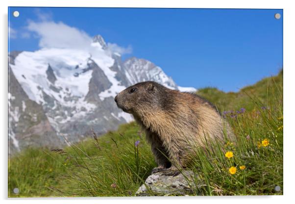 Alpine Marmot in the Hohe Tauern Acrylic by Arterra 