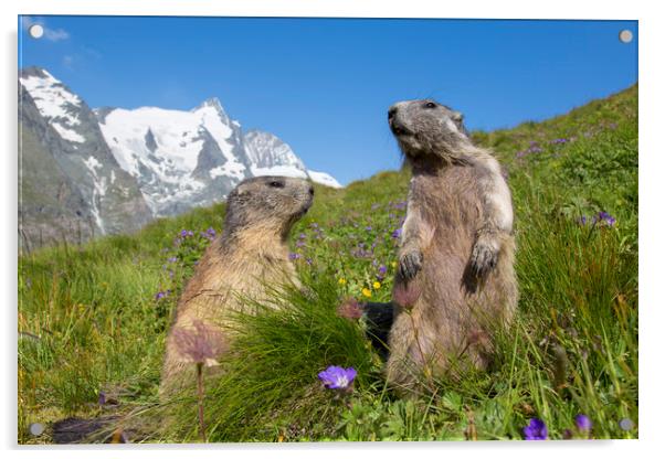 Alpine Marmot Couple in the Alps Acrylic by Arterra 