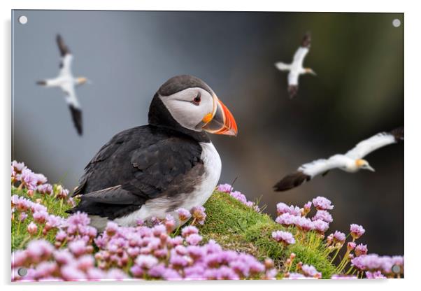 Atlantic Puffin Watching Soaring Gannets Acrylic by Arterra 