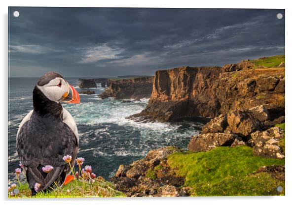 Puffin Watching Shetland Coast Acrylic by Arterra 