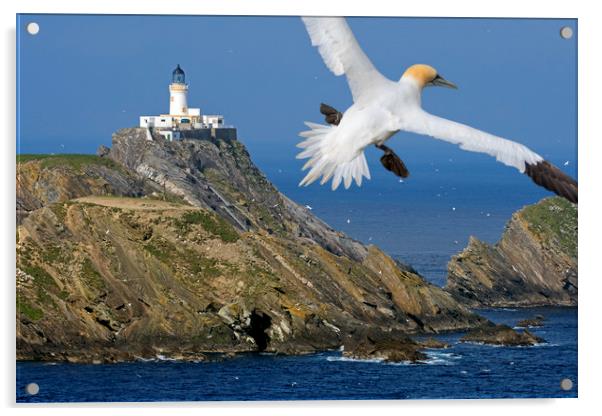 Muckle Flugga Lighthouse and Gannet, Shetland Acrylic by Arterra 