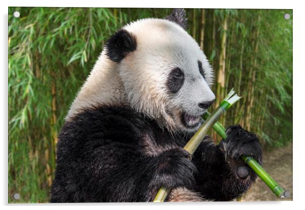 Cute Panda Bear Eating Bamboo in Forest Acrylic by Arterra 