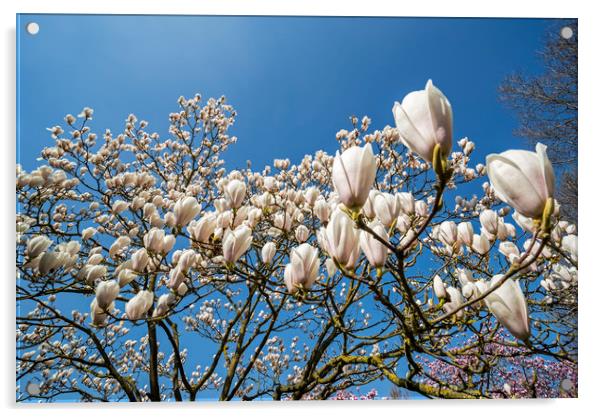 Magnolia stellata in Spring Acrylic by Arterra 