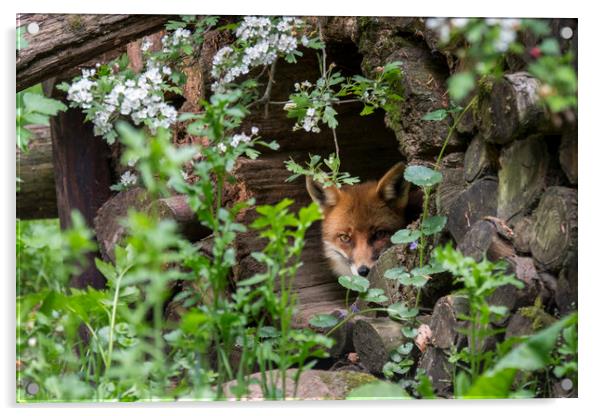 Hidden Red Fox Acrylic by Arterra 