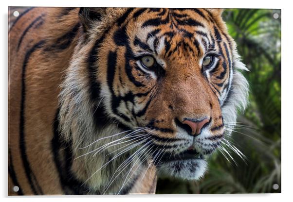Sumatran Tiger Acrylic by Arterra 