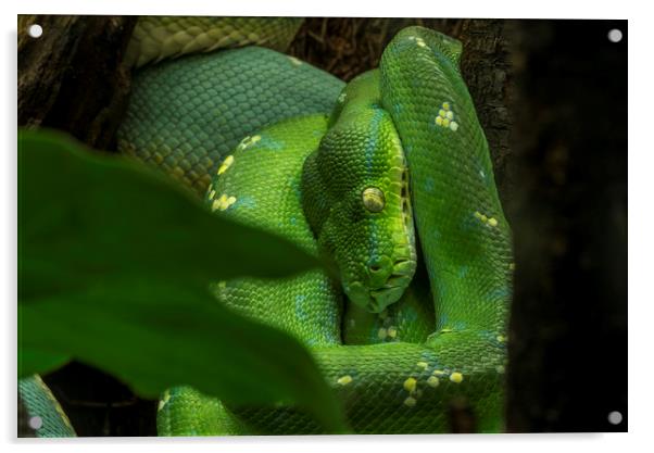 Green Tree Python Acrylic by Arterra 
