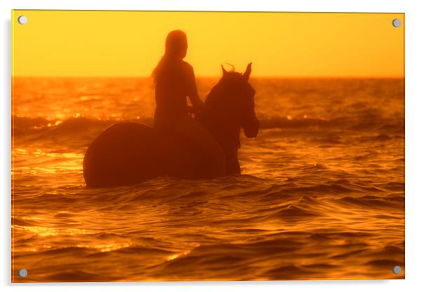 Horsewoman at Sunset Acrylic by Arterra 