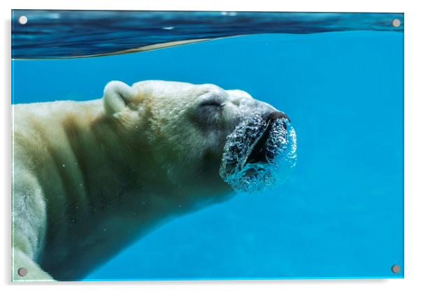 Polar Bear Diving Acrylic by Arterra 