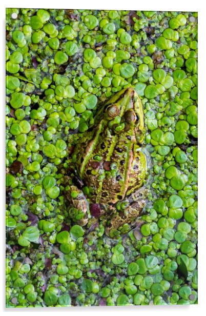 Green Frog Acrylic by Arterra 