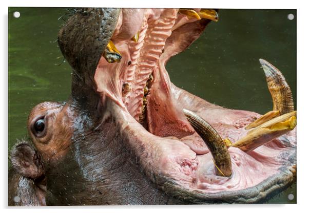 Hippo Teeth Acrylic by Arterra 