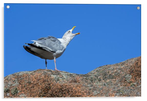 Herring Gull Calling Acrylic by Arterra 