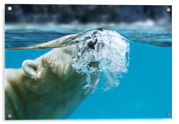Polar Bear Surfacing Acrylic by Arterra 