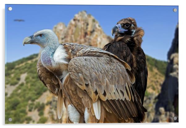 Vultures Acrylic by Arterra 