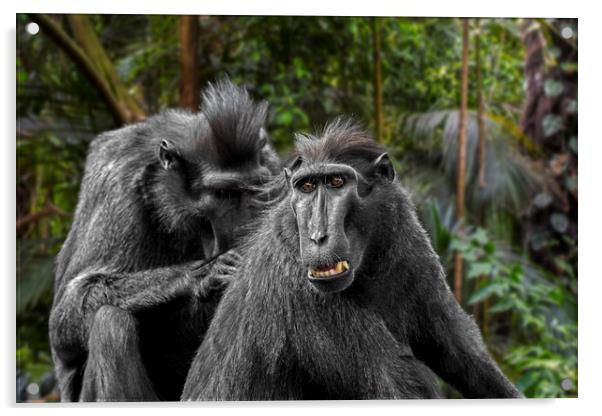 Celebes Crested Macaques Acrylic by Arterra 