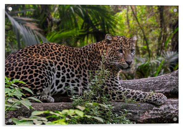 Leopard in Tropical Rainforest Acrylic by Arterra 