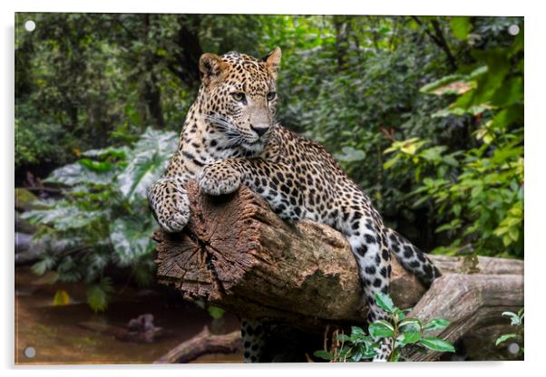 Leopard in the Jungle Acrylic by Arterra 