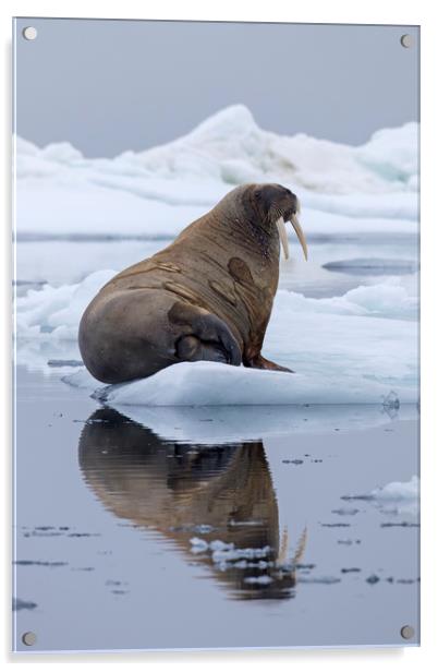 Walrus in Spitsbergen Acrylic by Arterra 