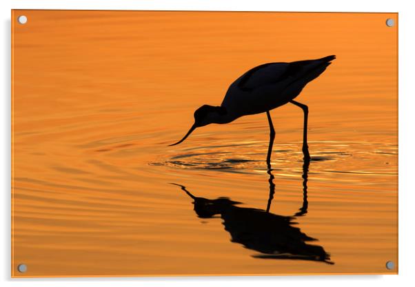 Pied Avocet at Sunset Acrylic by Arterra 
