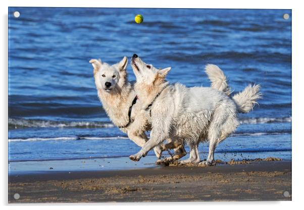 Two Berger Blanc Suisse Dogs on the Beach Acrylic by Arterra 