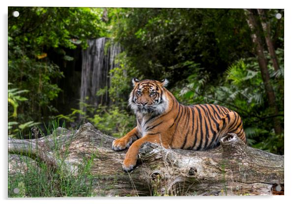 Sumatran Tiger and Waterfall Acrylic by Arterra 