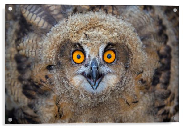 Young European Eagle Owl  Acrylic by Arterra 