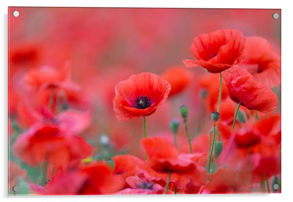 Flanders Poppies Acrylic by Arterra 