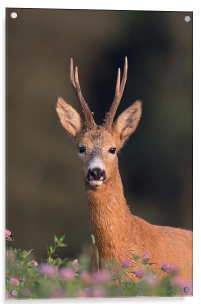 Roe Deer in Clover Field Acrylic by Arterra 