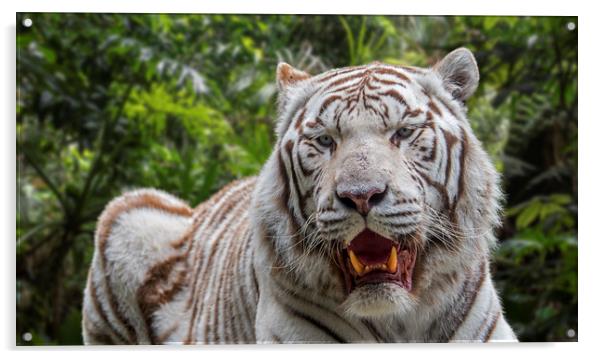 White Tiger in Jungle Acrylic by Arterra 
