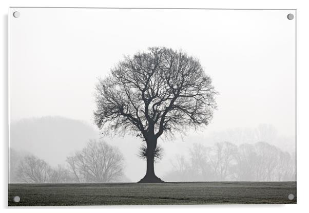 English Oak Tree in Mist Acrylic by Arterra 