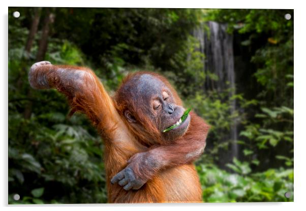 Young Sumatran Orangutan in Jungle Acrylic by Arterra 