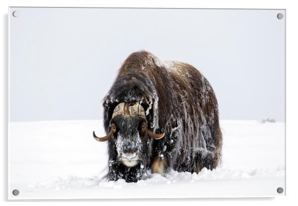 Muskox Bull Acrylic by Arterra 