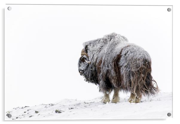 Muskox Bull in Winter Acrylic by Arterra 