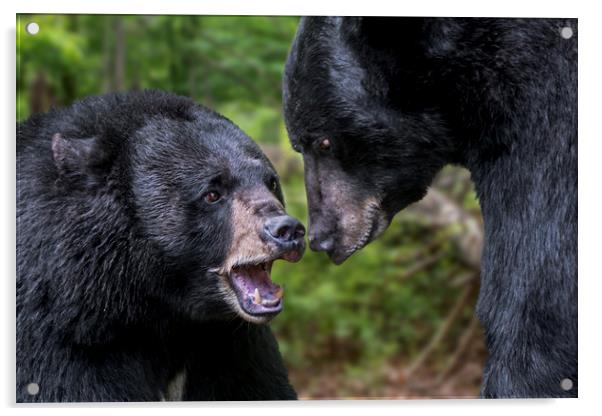 American Black Bears Acrylic by Arterra 