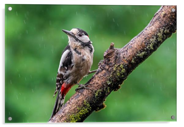 Great Spotted Woodpecker in the Rain Acrylic by Arterra 