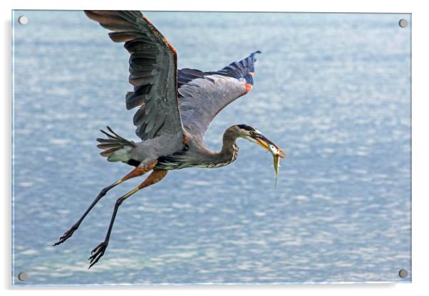 Great Blue Heron with Fish Acrylic by Arterra 