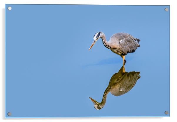 Hunting Grey Heron Acrylic by Arterra 