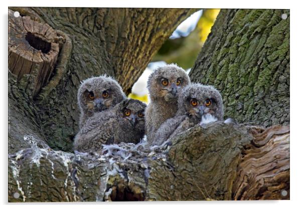 Eagle Owl Chicks Acrylic by Arterra 