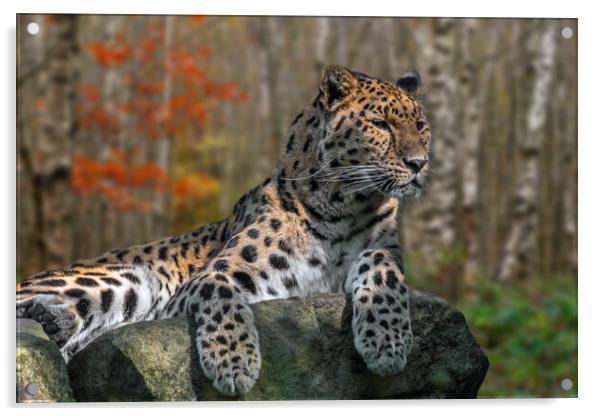 Amur Leopard Acrylic by Arterra 