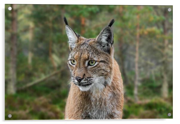 Lynx in Forest Acrylic by Arterra 