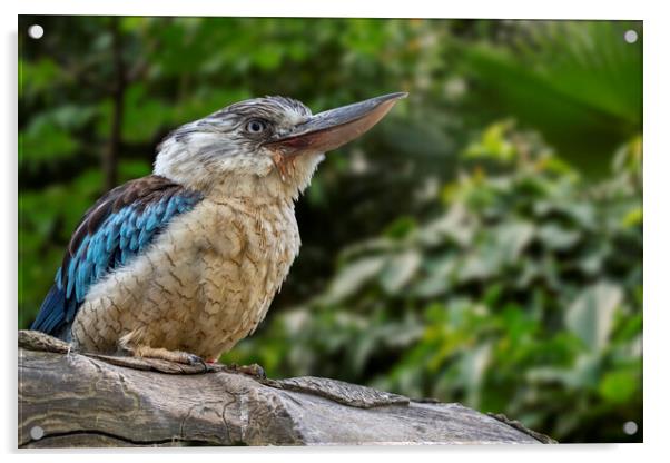 Blue-winged Kookaburra Acrylic by Arterra 