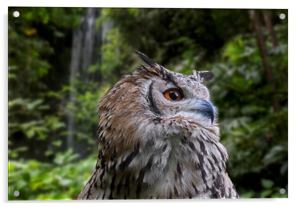 Indian Eagle Owl Acrylic by Arterra 