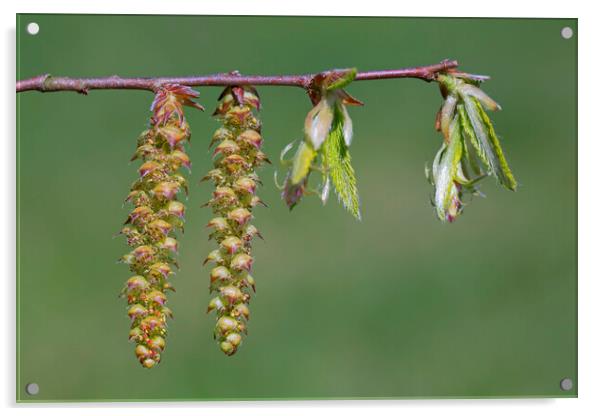 Hornbeam Catkins and Emerging Leaves Acrylic by Arterra 